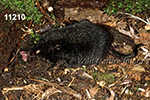 Condylura cristata, Star-nosed Mole